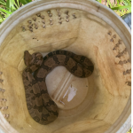 Captura de Jiboia em Campo Grande Mobiliza Polícia Ambiental