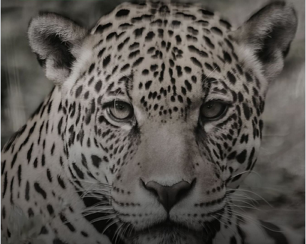 PMA de Miranda investiga atropelamento de onça-pintada na BR-262