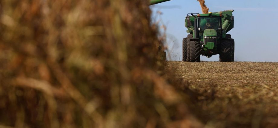 Início da Colheita de Soja na Argentina Apresenta Lavouras em Boas Condições