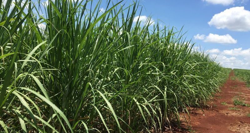 Produção de cana-de-açúcar sofre leve queda, mas mantém índices históricos