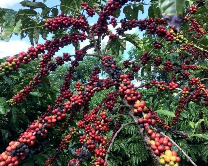 Projeção indica superávit de café em 2026, com Brasil liderando produção