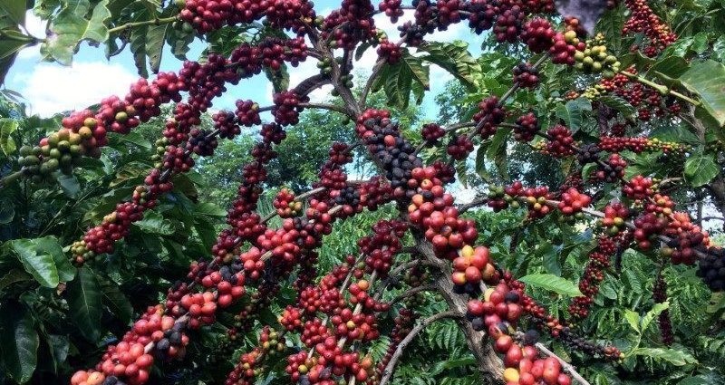 Projeção indica superávit de café em 2026, com Brasil liderando produção
