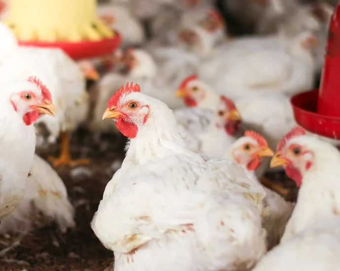 SUGESTÃO DE PAUTA: Uso de minerais bi-quelatados na alimentação de