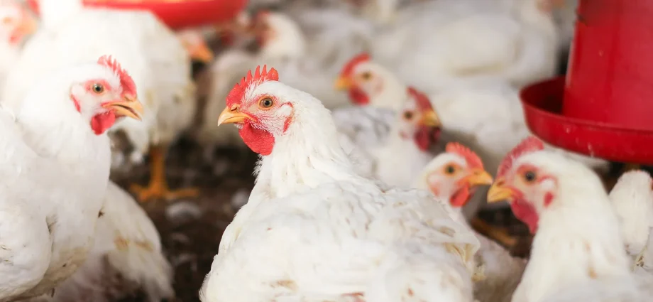 SUGESTÃO DE PAUTA: Uso de minerais bi-quelatados na alimentação de