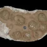 Titanossauros: Estratégias de Reprodução em Altas Latitudes Revelam Novas Descobertas