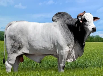 Casa Branca Agropastoril avança com Programa de Seleção de Touros Nelore