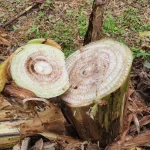 Embrapa Realiza Dia de Campo para Combater Moko da Bananeira em Roraima