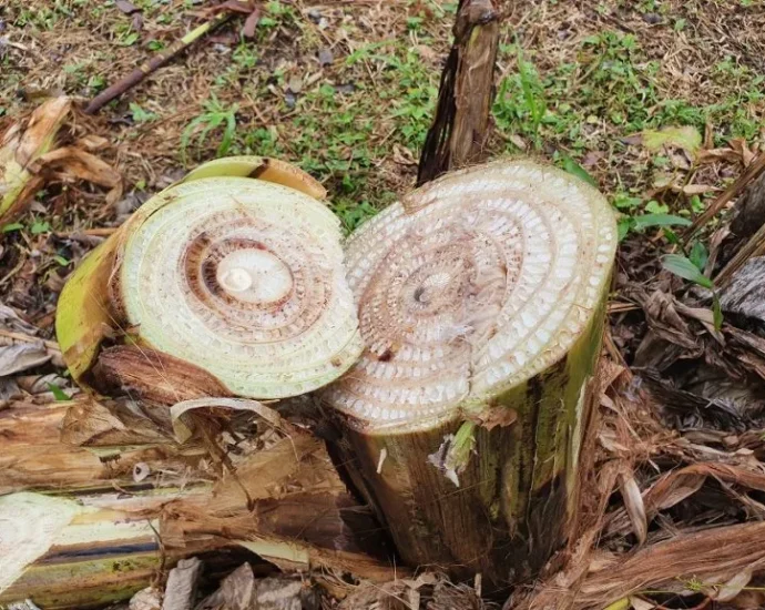 Embrapa Realiza Dia de Campo para Combater Moko da Bananeira em Roraima