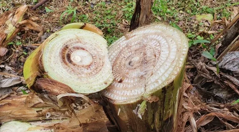 Embrapa Realiza Dia de Campo para Combater Moko da Bananeira em Roraima