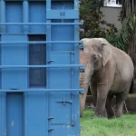 Transporte do Elefante Sandro é apoiado pela PRF até santuário em Mato Grosso
