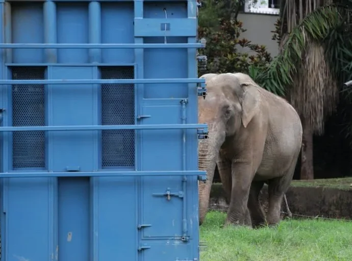 Transporte do Elefante Sandro é apoiado pela PRF até santuário em Mato Grosso
