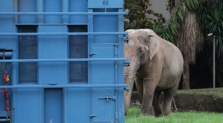 Transporte do Elefante Sandro é apoiado pela PRF até santuário em Mato Grosso