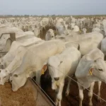 Pecuaristas do Pantanal Superam Desafios da Seca com Inovador Projeto de Retenção de Bezerros