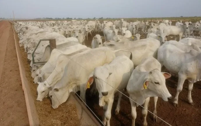 Pecuaristas do Pantanal Superam Desafios da Seca com Inovador Projeto de Retenção de Bezerros