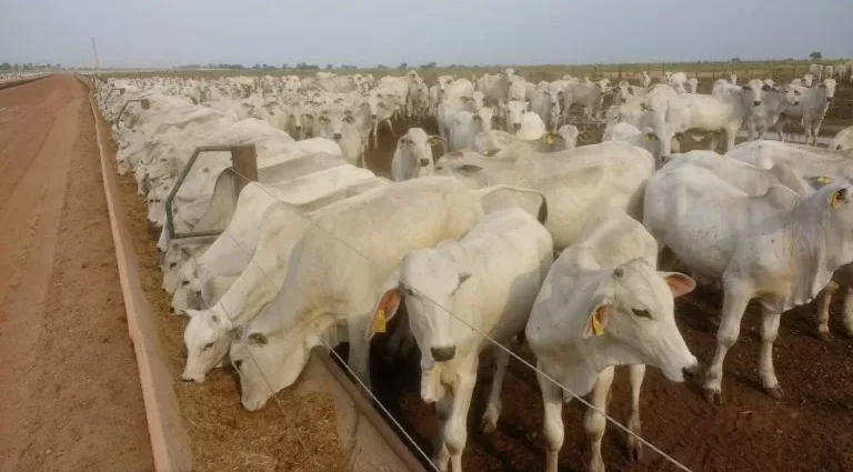 Pecuaristas do Pantanal Superam Desafios da Seca com Inovador Projeto de Retenção de Bezerros