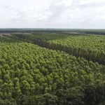 Discussões sobre Ministério da Agricultura e Exportações em Alta Marcam Análises da Mídia
