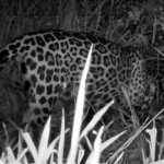 Onça-pintada é flagrada em mirante de Corumbá um dia após aparecer em área rural