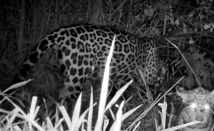 Onça-pintada é flagrada em mirante de Corumbá um dia após aparecer em área rural