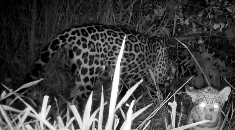 Onça-pintada é flagrada em mirante de Corumbá um dia após aparecer em área rural