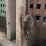 Rato preso em lixeira gera comoção e mobiliza populares em Campo Grande