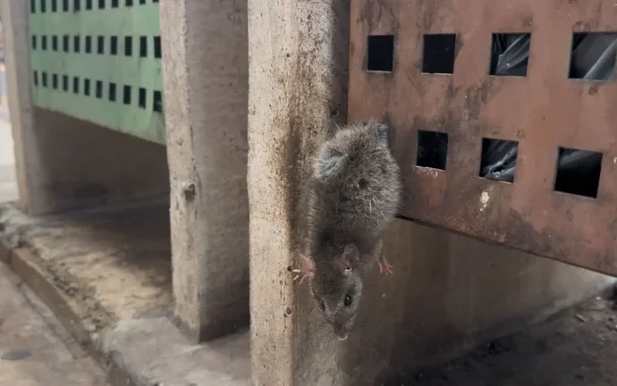 Rato preso em lixeira gera comoção e mobiliza populares em Campo Grande