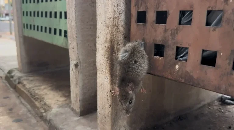 Rato preso em lixeira gera comoção e mobiliza populares em Campo Grande