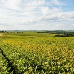Brasil se aproxima de liderança nas exportações agrícolas, aponta análise de mídia