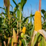 FPA sinaliza diálogo com o governo e concentra atenções em diesel, dívidas rurais e agenda do agro