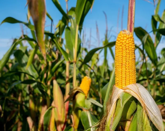 FPA sinaliza diálogo com o governo e concentra atenções em diesel, dívidas rurais e agenda do agro