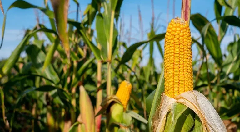 FPA sinaliza diálogo com o governo e concentra atenções em diesel, dívidas rurais e agenda do agro