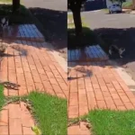 Gato persegue lagarto em rua próxima a reserva ambiental de Campo Grande