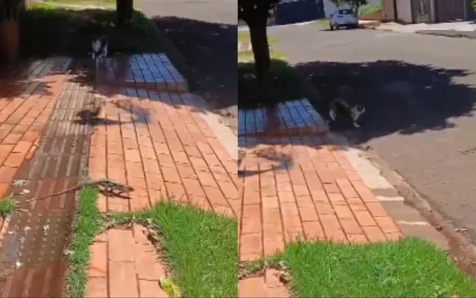 Gato persegue lagarto em rua próxima a reserva ambiental de Campo Grande