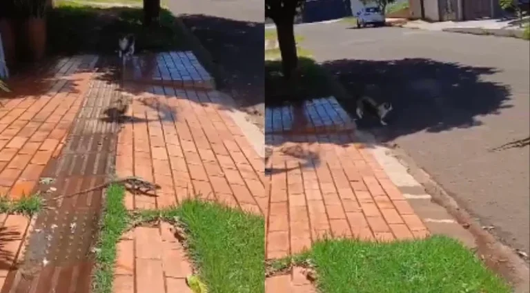 Gato persegue lagarto em rua próxima a reserva ambiental de Campo Grande
